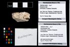 Foto (Objekt + Etikett) von Munidopsidae indet.  (NHMW-GEO-1990-0041-4692)